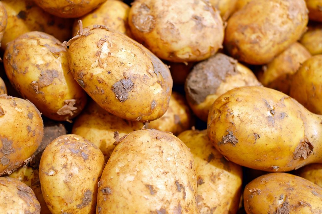 תפוחי אדמה סימן לשיר על עוני מאת אורית קלופשטוק